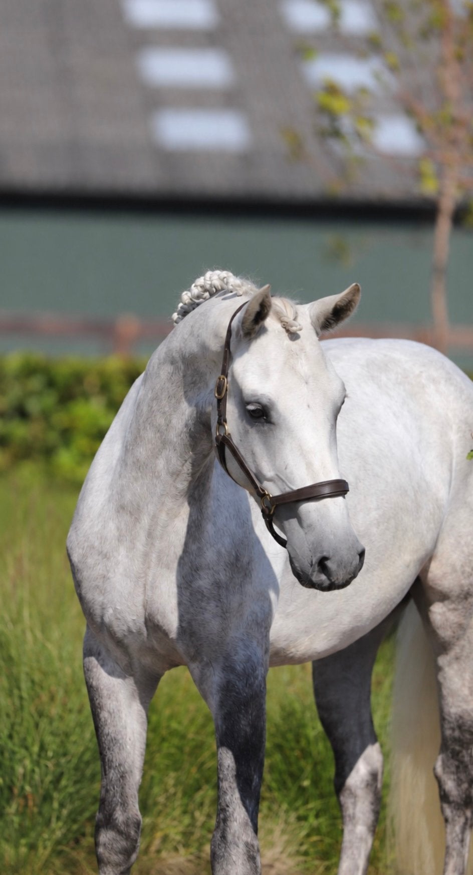 3 jr moderne connemara pony met allround mogelijkheden, Dieren en Toebehoren, E pony (1.48m - 1.57m), Met stamboom, Ruin, Springpony