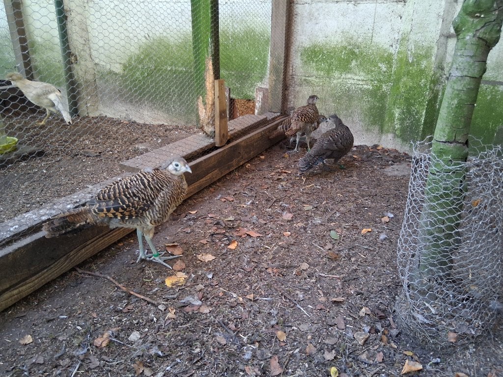 Lady Amherst fazant, Dieren en Toebehoren, Meerdere dieren, Overige soorten