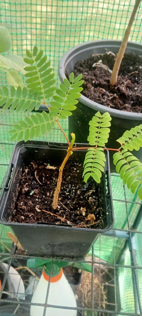 Leucaena leucocephala - Witte Mimosa planten, Ophalen of Verzenden, Zomer, Overige soorten, Volle zon