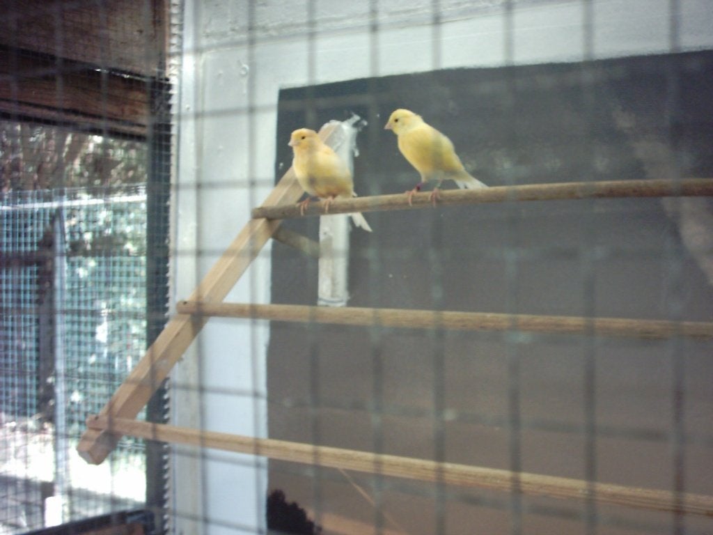 kanarie`s, Meerdere dieren, Kleurkanarie