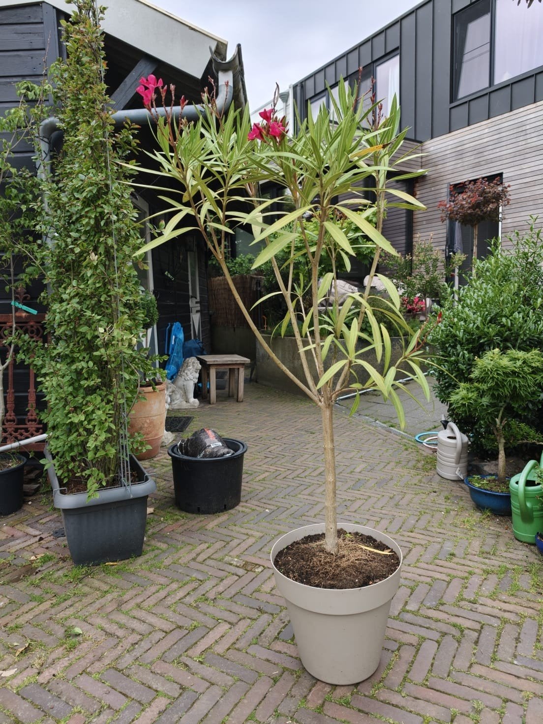 Oleander inclusief pot, Overige soorten, Minder dan 100 cm, Zomer, Ophalen