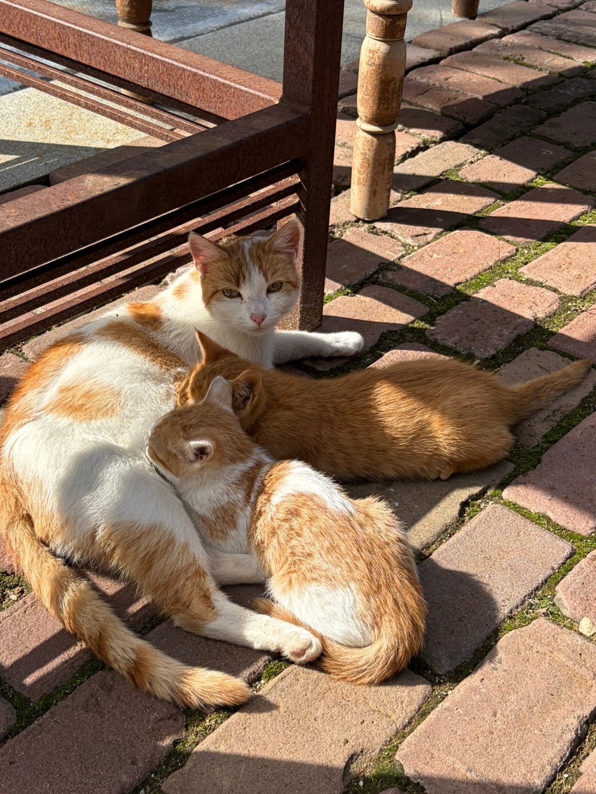 Boerderij kittens rood en rood wit, Meerdere dieren