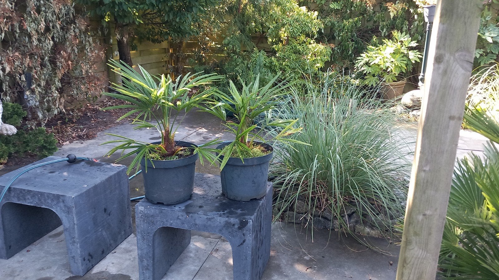 palm Trachycarpus fortunei, Ophalen, Vaste plant