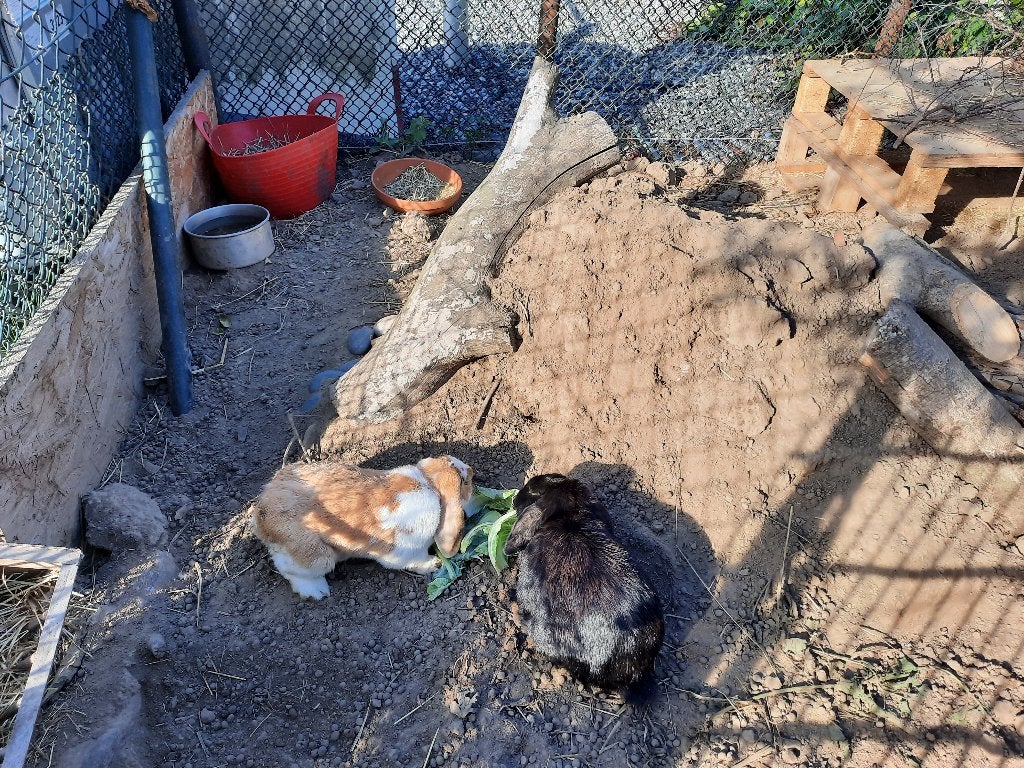 Nieuw huis gezocht voor koppeltje konijnen, Dieren en Toebehoren, Meerdere dieren, Klein, Hangoor, 6 tot 8 jaar