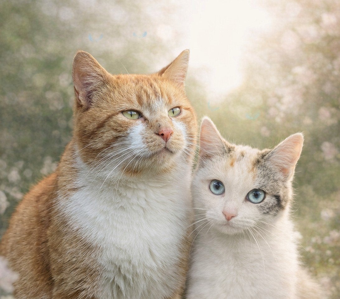 prachtige kittens, Dieren en Toebehoren, Meerdere dieren, Ontwormd, 0 tot 2 jaar