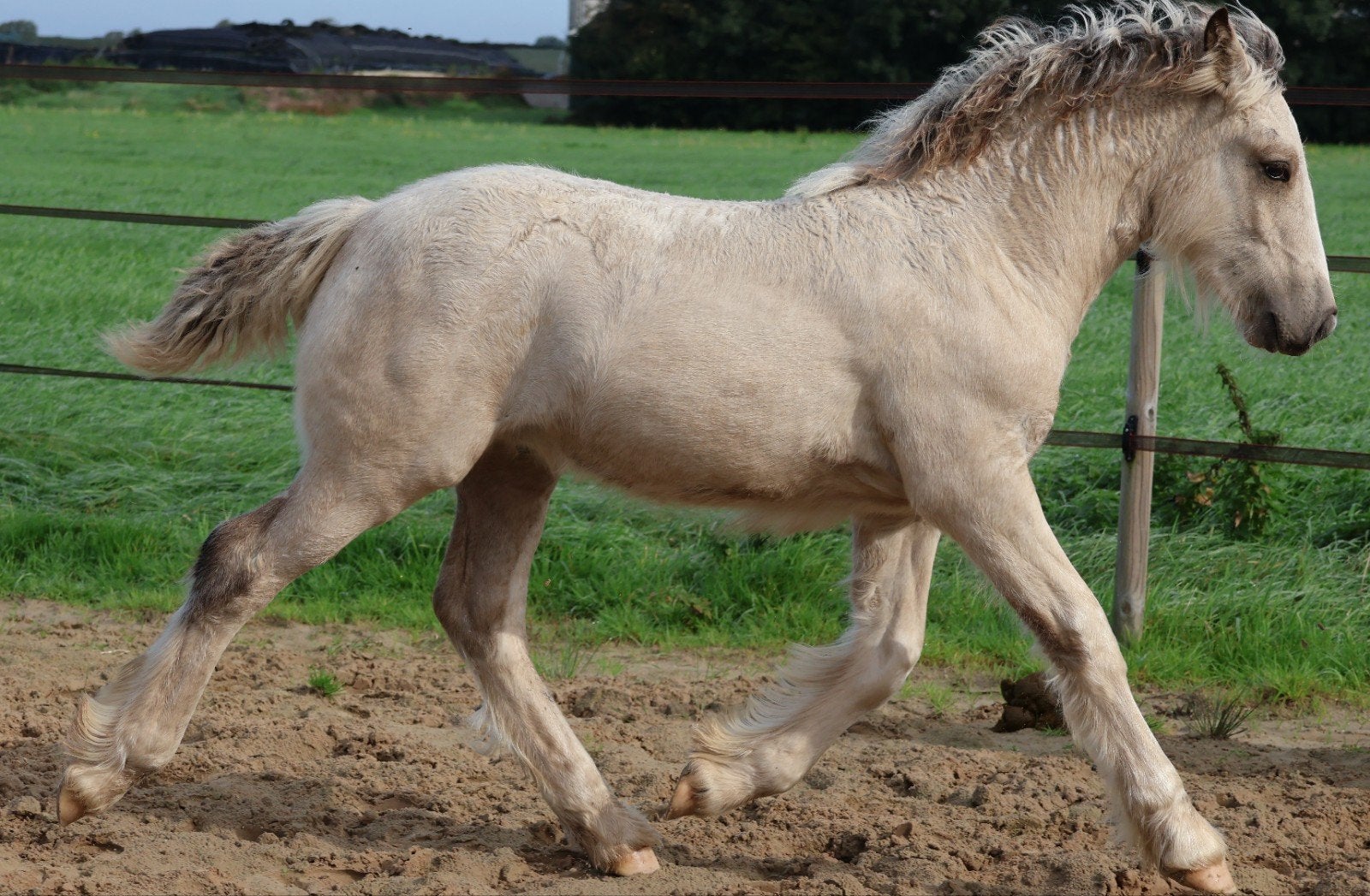 Valk Irishcob/tinker Hengstveulen, Dieren en Toebehoren, Hengst, Minder dan 160 cm, Met stamboom, 0 tot 2 jaar