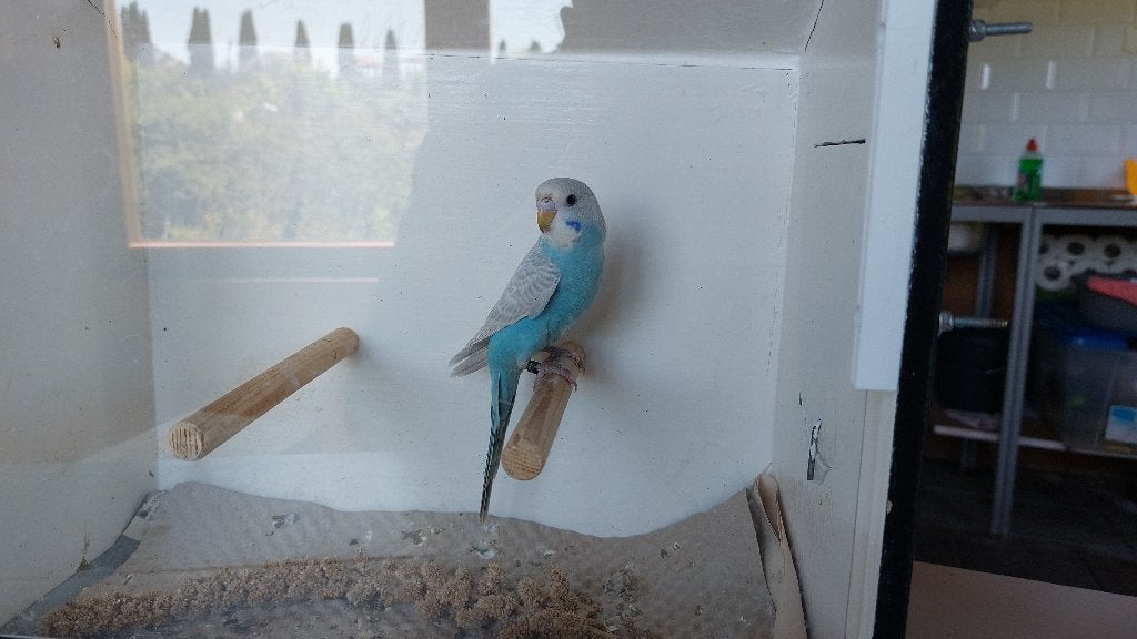 Grasparkiet baby, Dieren en Toebehoren, Geslacht onbekend, Parkiet, Geringd