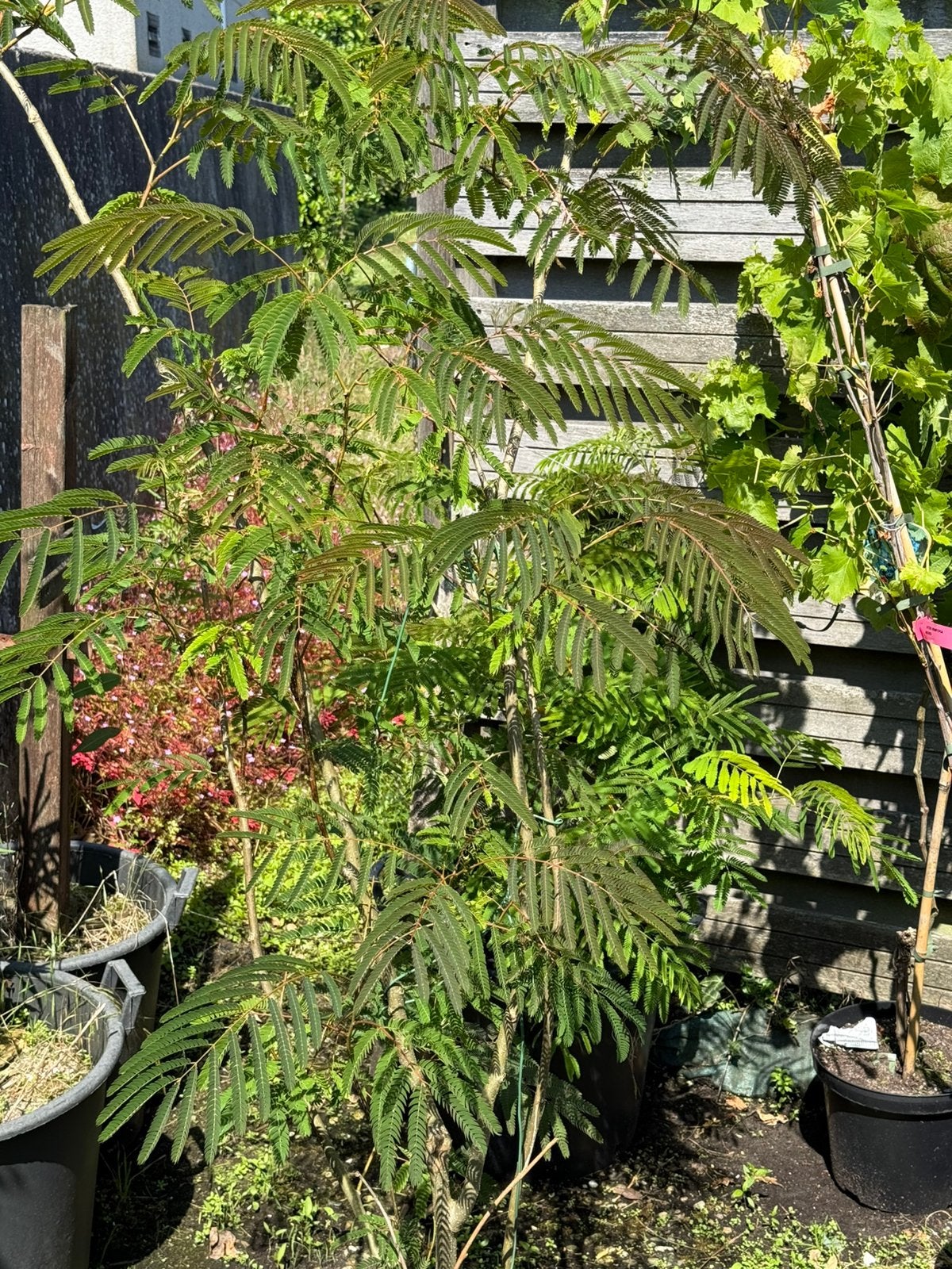 Slaapboompjes / albizias kleur roze beide bijzondere vorm, Volle zon, Vaste plant, Zomer, Ophalen