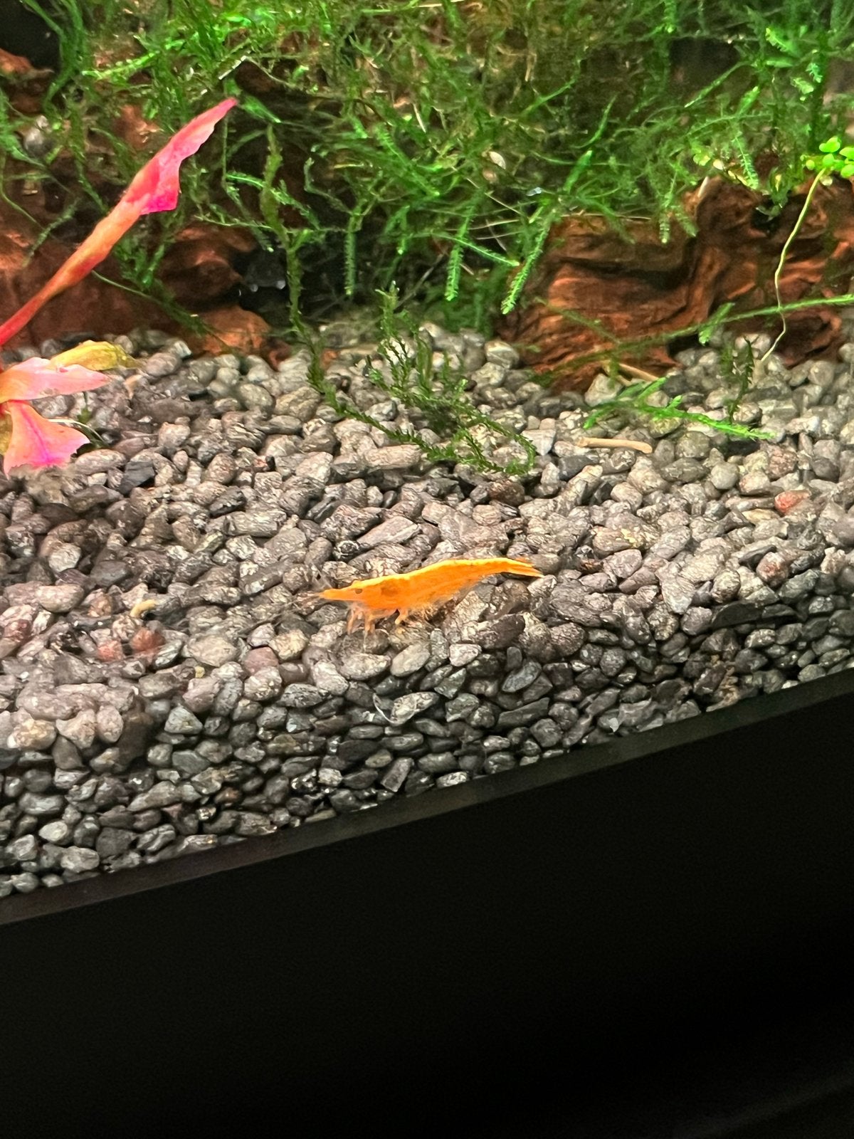 Neocaridina garnaal geel, Kreeft, Krab of Garnaal, Zoetwatervis, Schoolvis