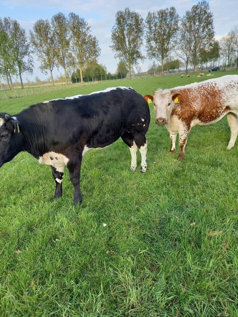Verkocht., Dieren en Toebehoren, Runderen, Vrouwelijk