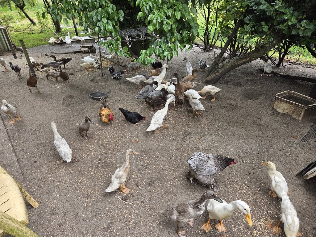 Indische Loopeenden, Meerdere dieren, Eend