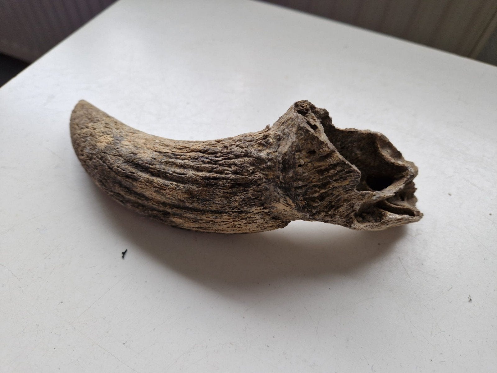 Oude hoorn van een koe, Verzamelen, Ophalen of Verzenden, Gebruikt, Boerderijdier, Gewei of Kop