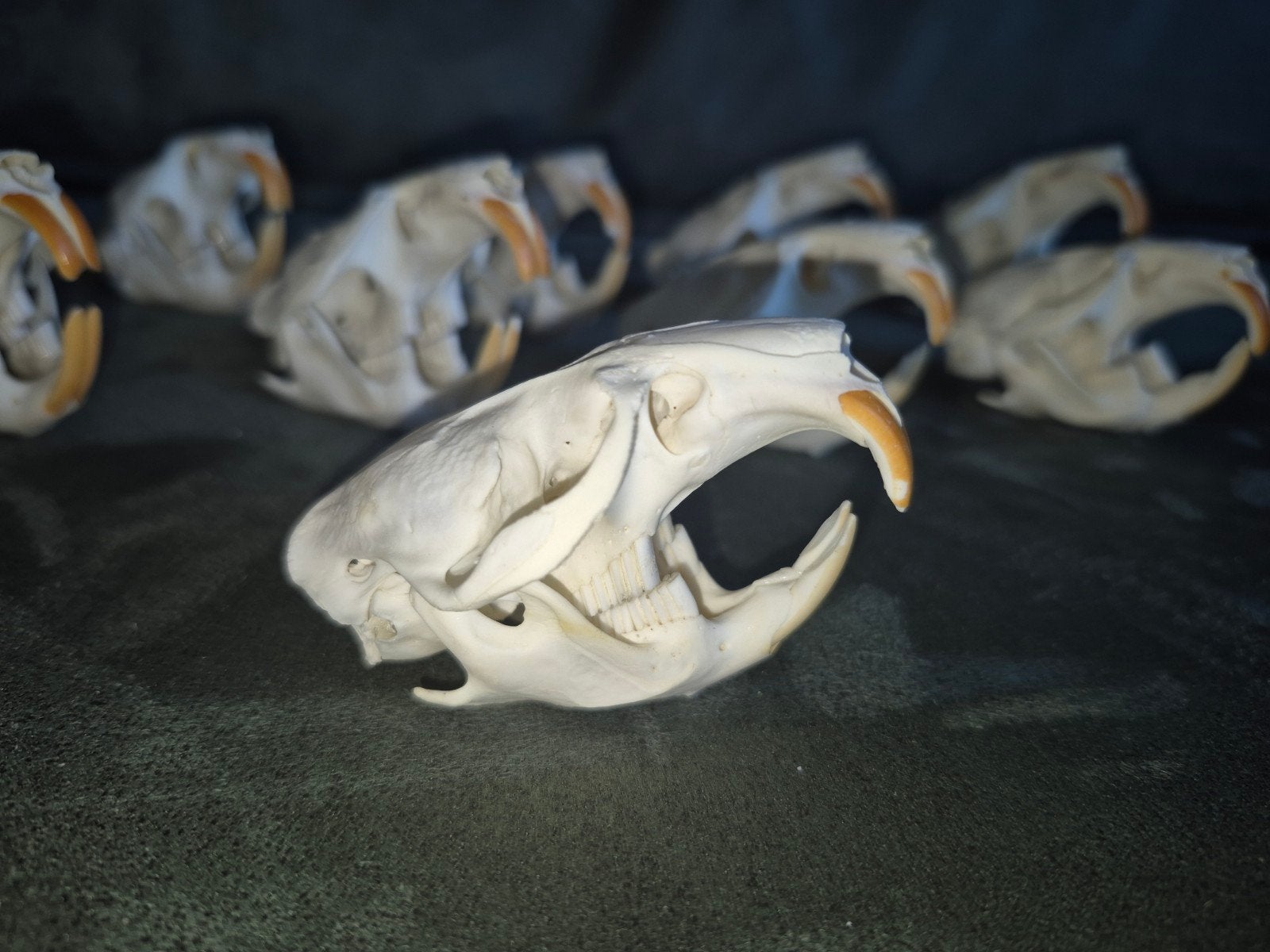 Schedels muskusrat, Ophalen of Verzenden, Zo goed als nieuw