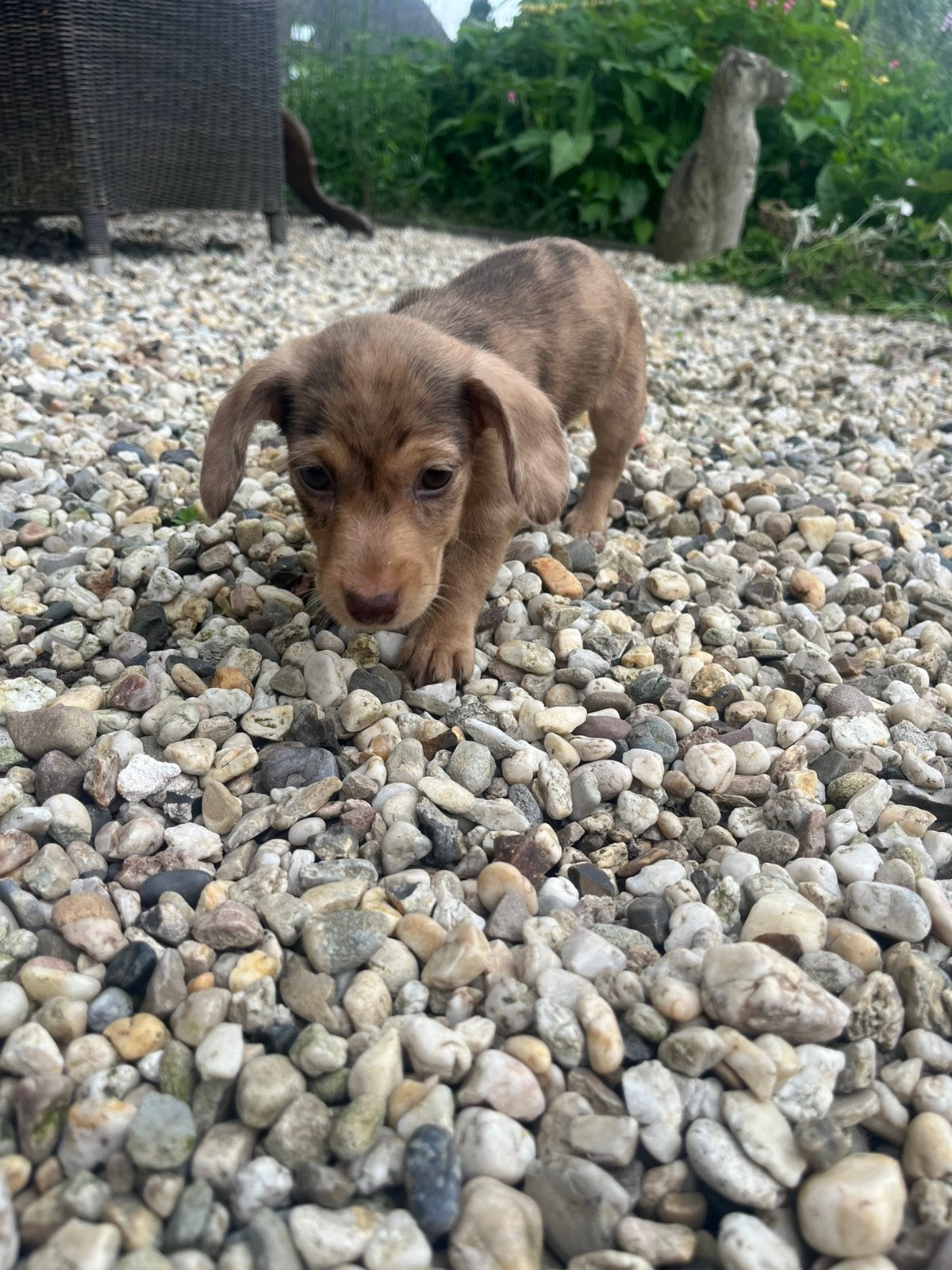 Special need puppy merle kaninchen teckel teefje, Dieren en Toebehoren, Kaninchen, 8 tot 15 weken, Teef, Parvo