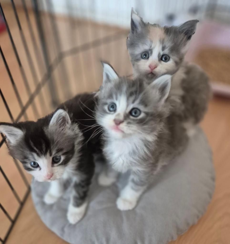 Lieve Maine Coon kittens!, Dieren en Toebehoren, Katten en Kittens | Raskatten | Langhaar, Meerdere dieren, Met stamboom