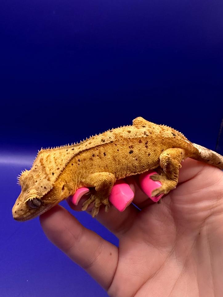 Wimpergekko man dalmatian Crested Gecko - male for sale from RX Cresties