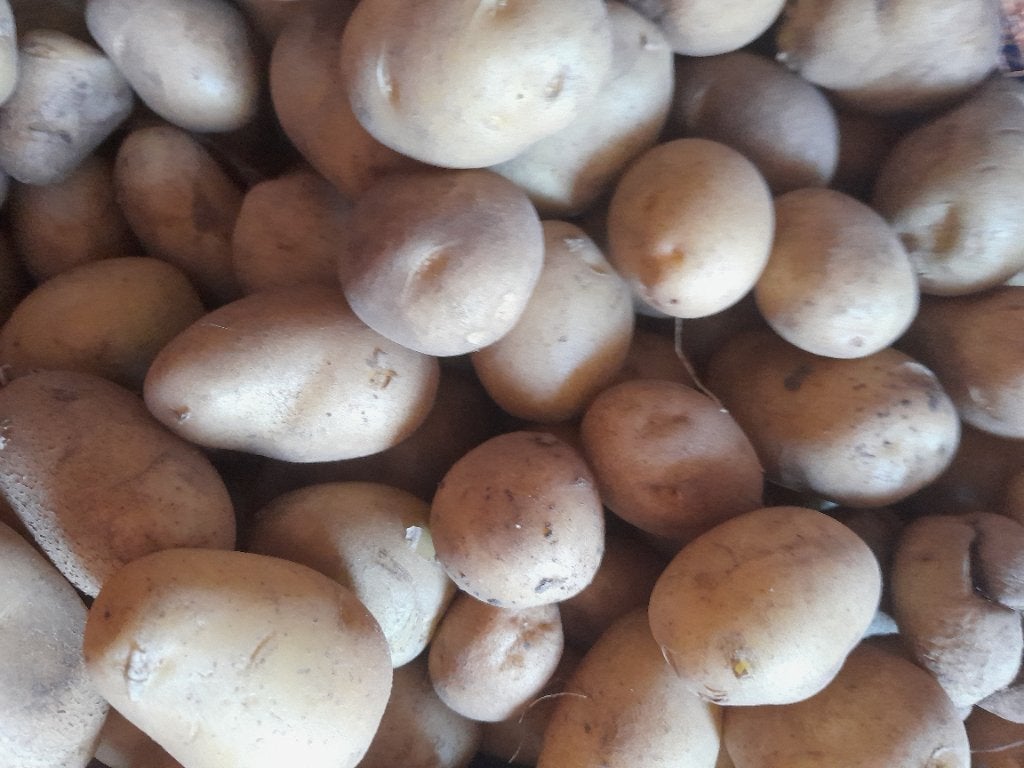 Krieltjes frieslander, Ophalen