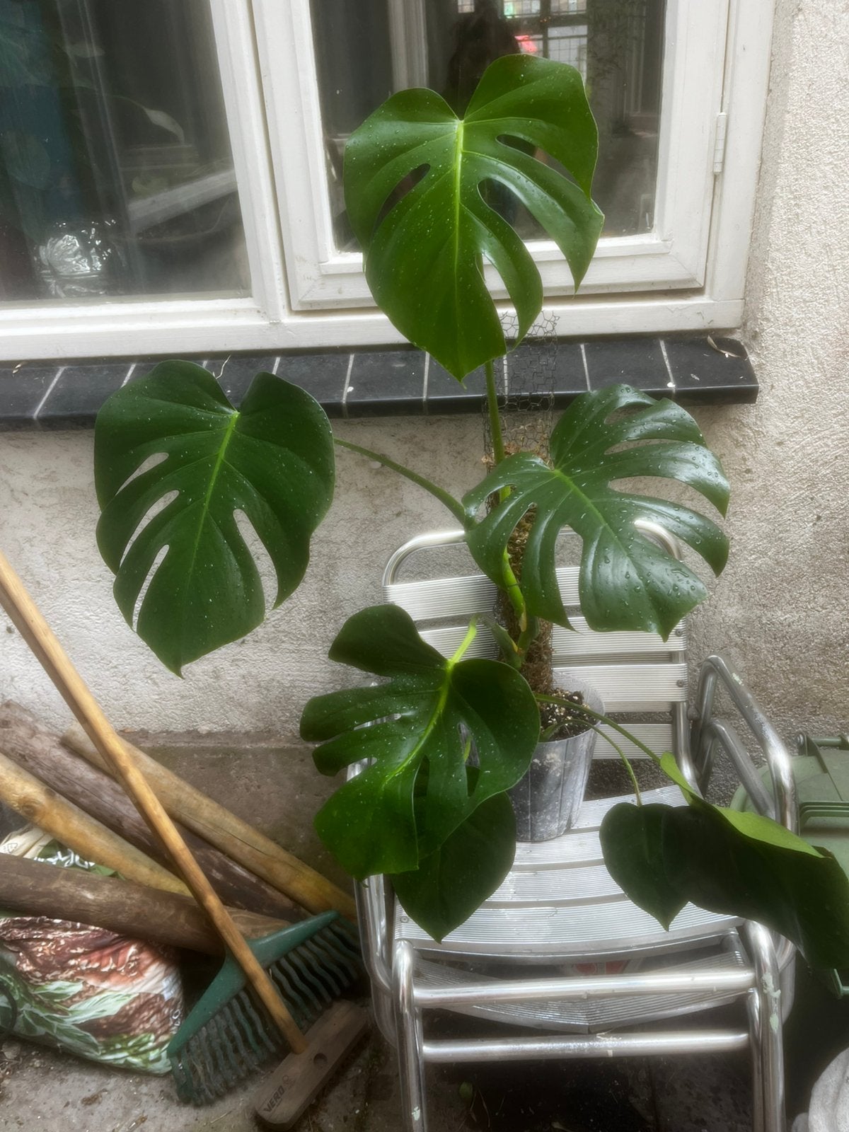 Monstera plants, Ophalen, Halfschaduw, Minder dan 100 cm