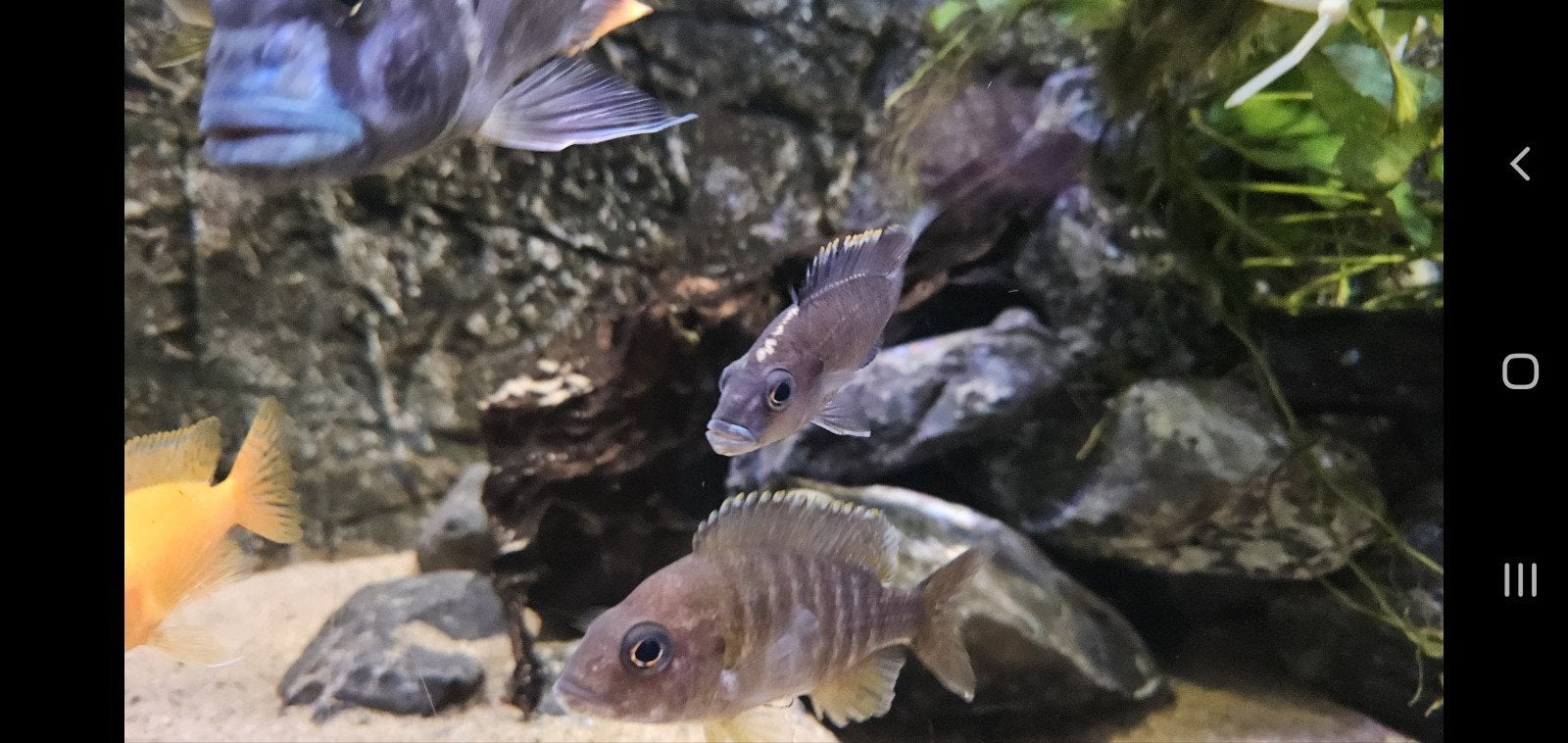 koppel othopharinx lythobates malawi cichliden, Vis