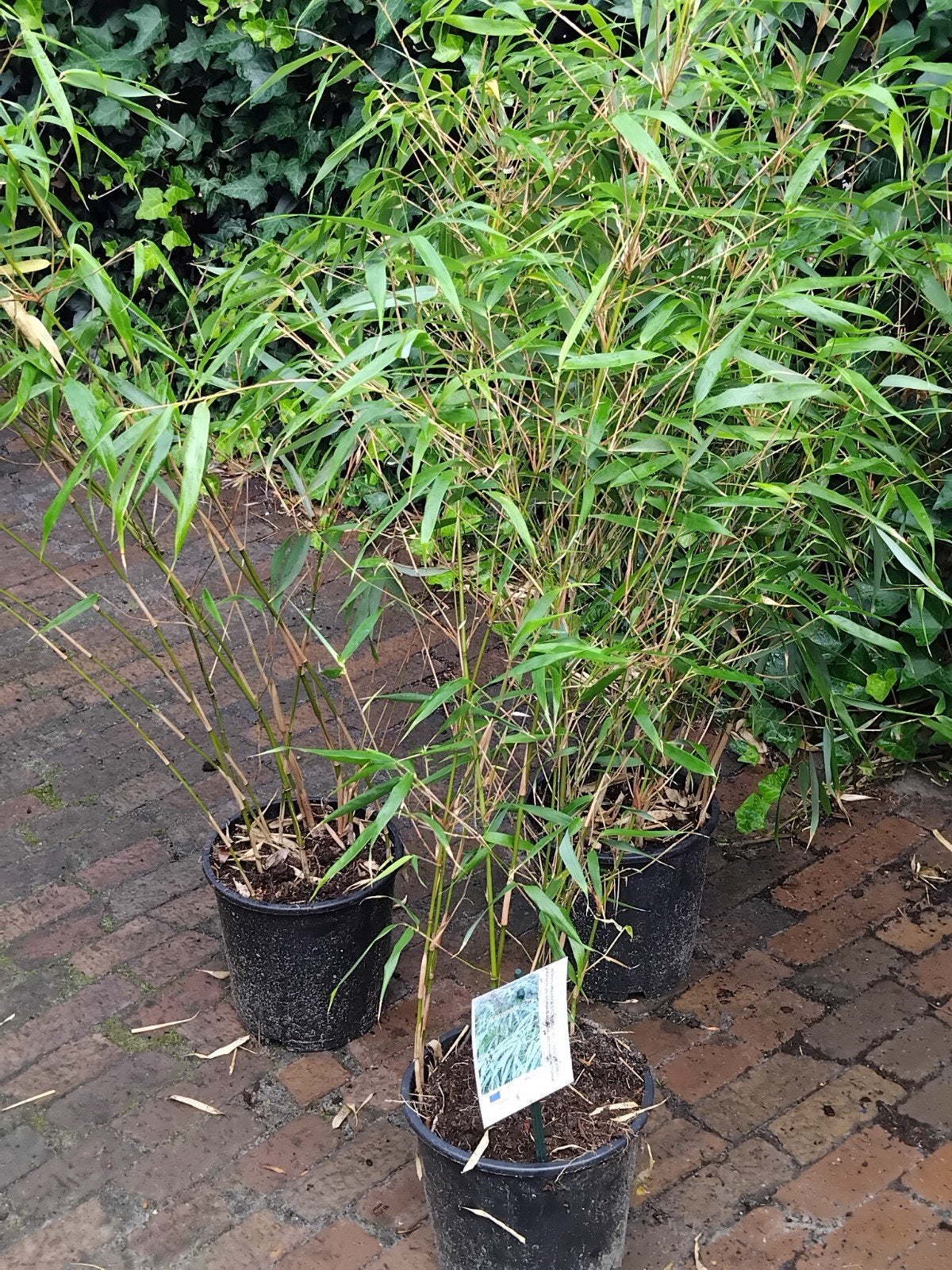 11 euro per stuk bij een afname van meer dan 10 stuks 10 eur, Tuin en Terras, Planten | Struiken en Hagen, Ophalen of Verzenden