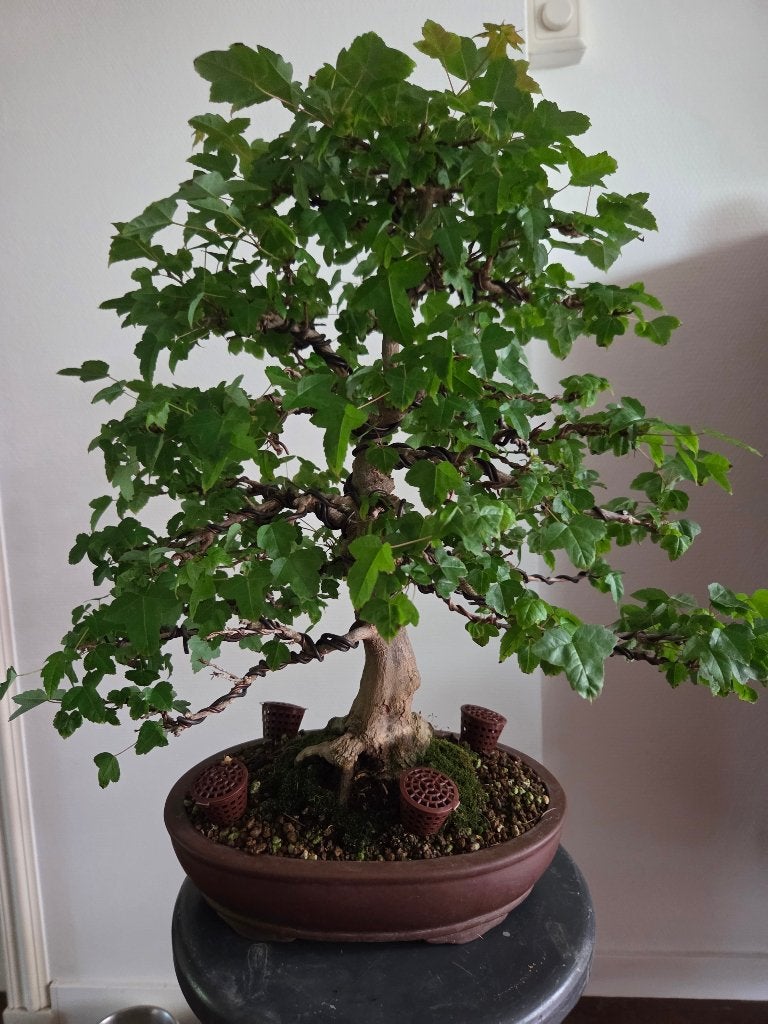 Bonsai Acer, Bloeit niet, Halfschaduw, Overige soorten, Minder dan 100 cm