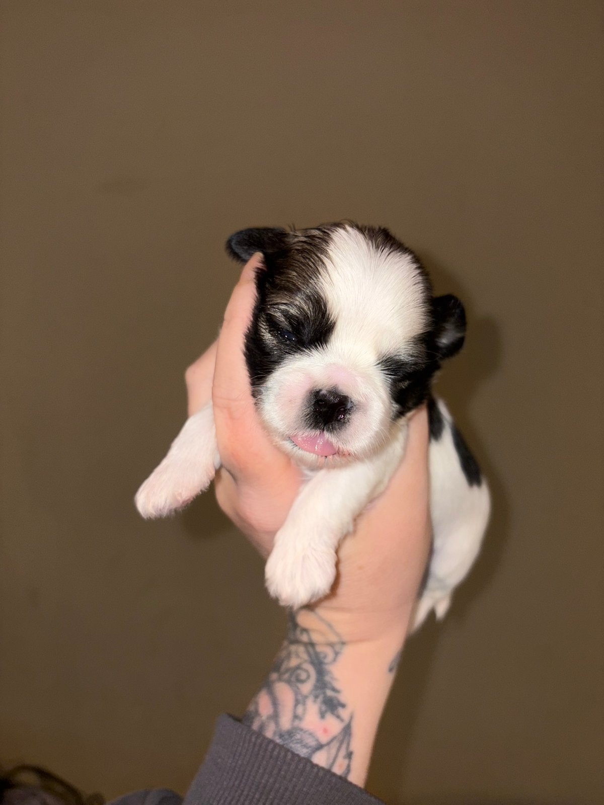 Boomer, Meerdere, Meerdere dieren, Klein, Nederland
