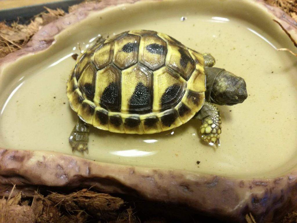 Landschildpad - Griekse landschildpadden - hobbykweker Tortoise - unknown for sale from Eddy Van Caeneghem