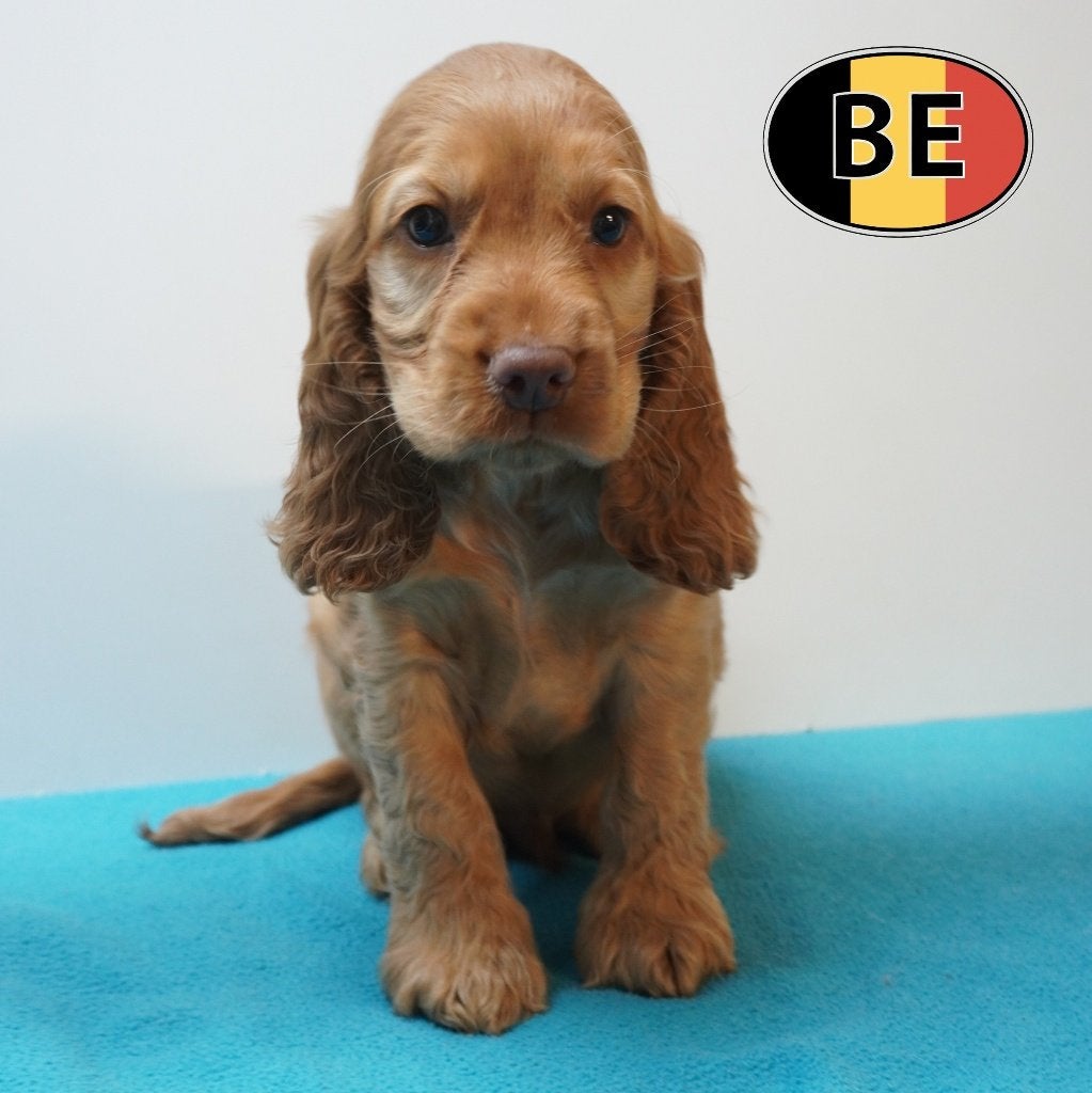 Rode Cocker Spaniel – Een mooie en charmante nest, Parvo, België, Handelaar, 8 tot 15 weken