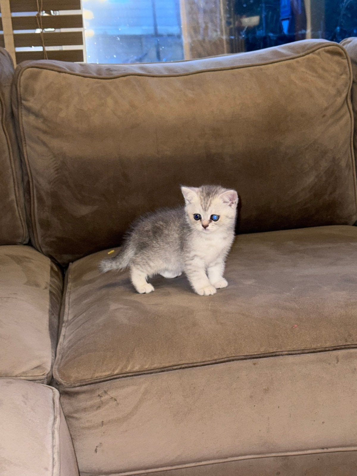 2 britse korthaar meisjes, Poes, Ontwormd