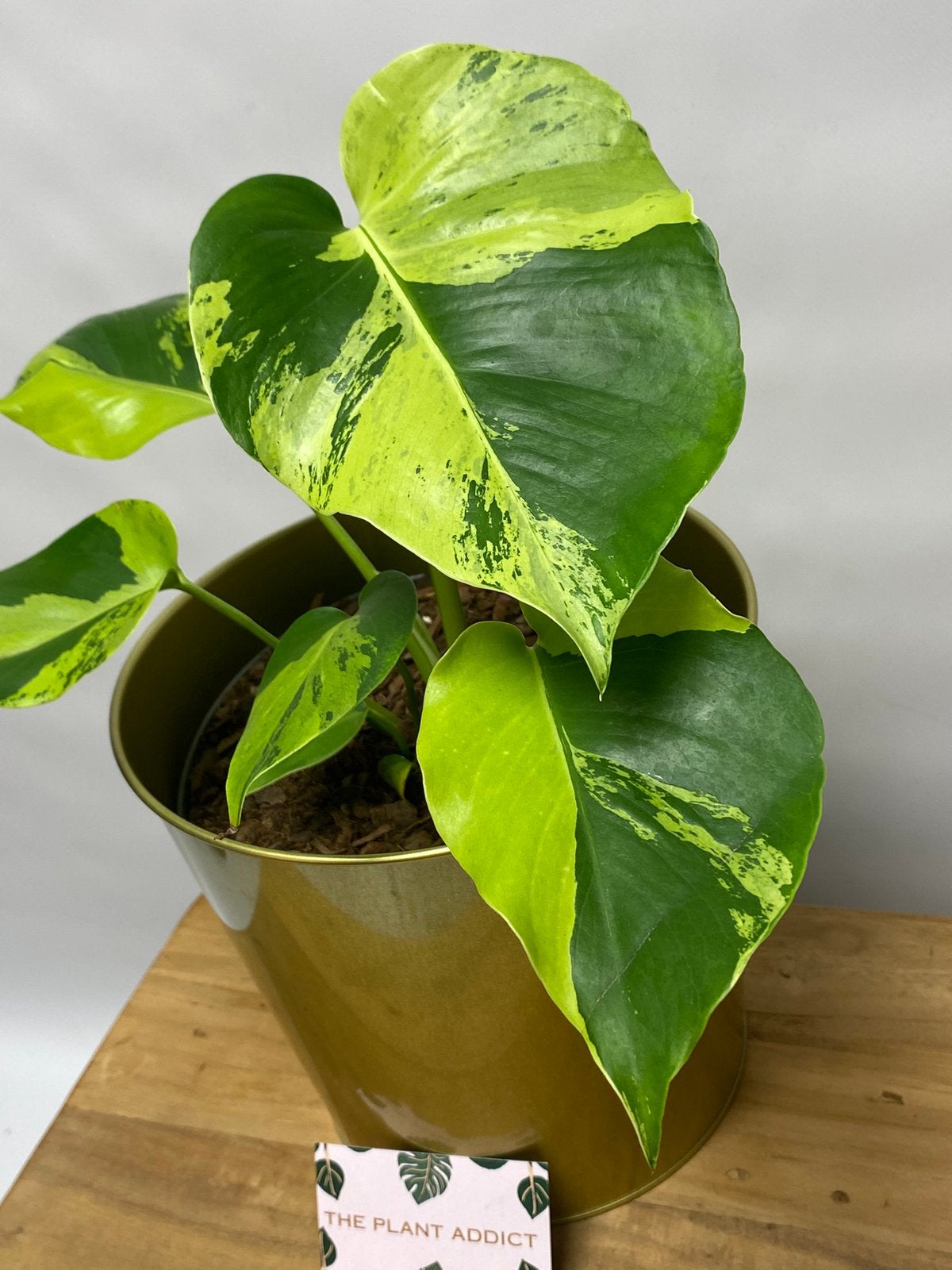 Monstera Light Lime, Huis en Inrichting, Kamerplanten, Minder dan 100 cm, Halfschaduw, Ophalen of Verzenden