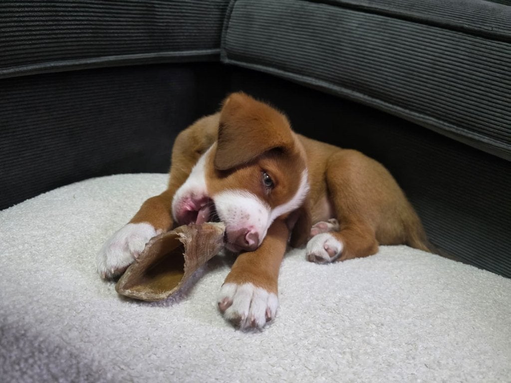 Entlebucher Sennenhond pup (kruising), Sheepdog, Reu, 8 tot 15 weken, Eén hond