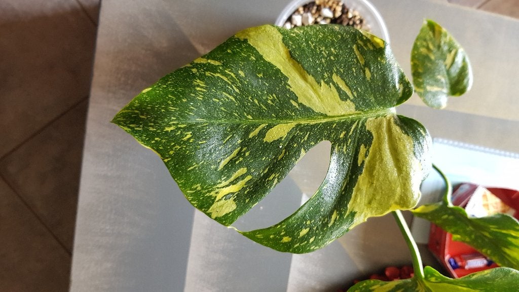 Monstera Electrolight, Huis en Inrichting, Kamerplanten, Ophalen of Verzenden, Halfschaduw, Minder dan 100 cm