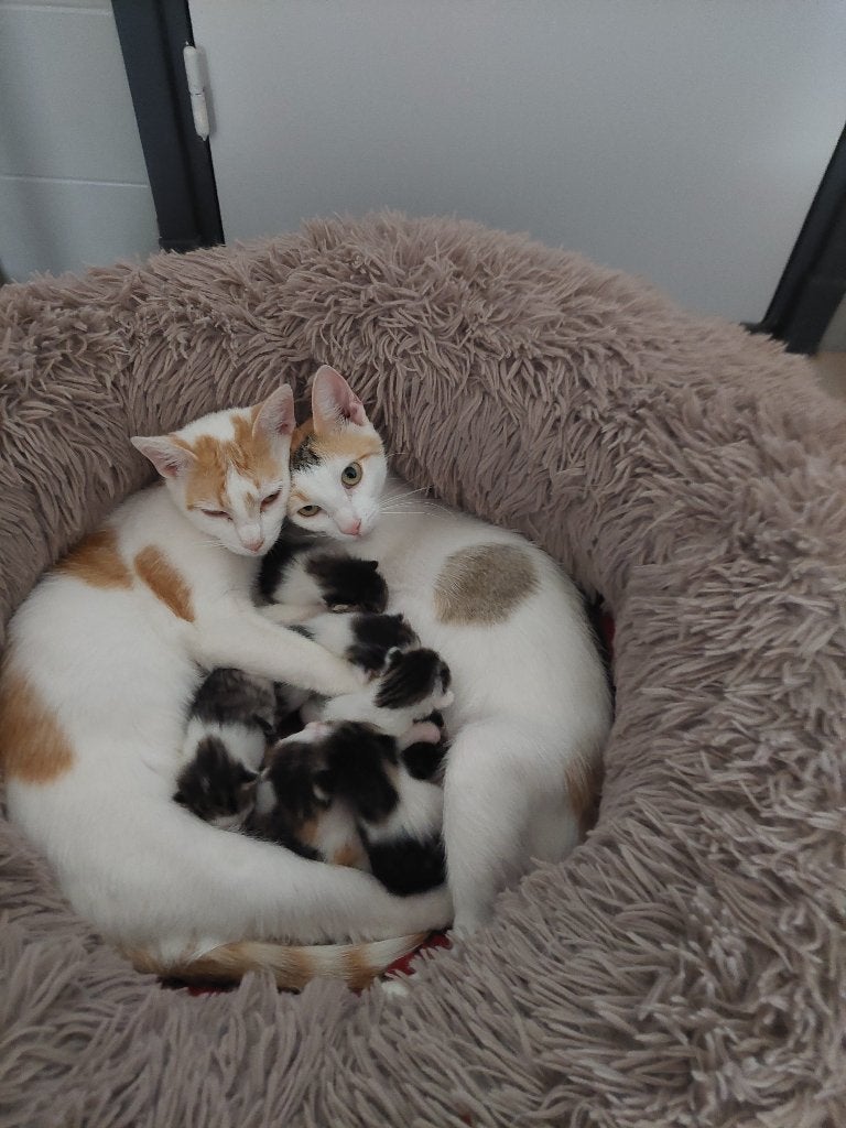 6 kittens, Dieren en Toebehoren, Meerdere dieren, Ontwormd