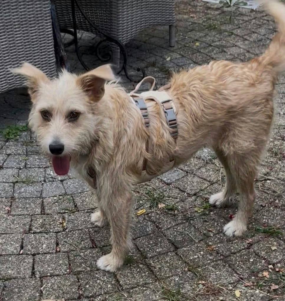 LEUKE VRIENDELIJKE HONDEN, GASTGEZIN NL, ZOEKEN EEN THUIS, Dieren en Toebehoren, 1 tot 2 jaar, Meerdere, Meerdere dieren, CDV (hondenziekte)