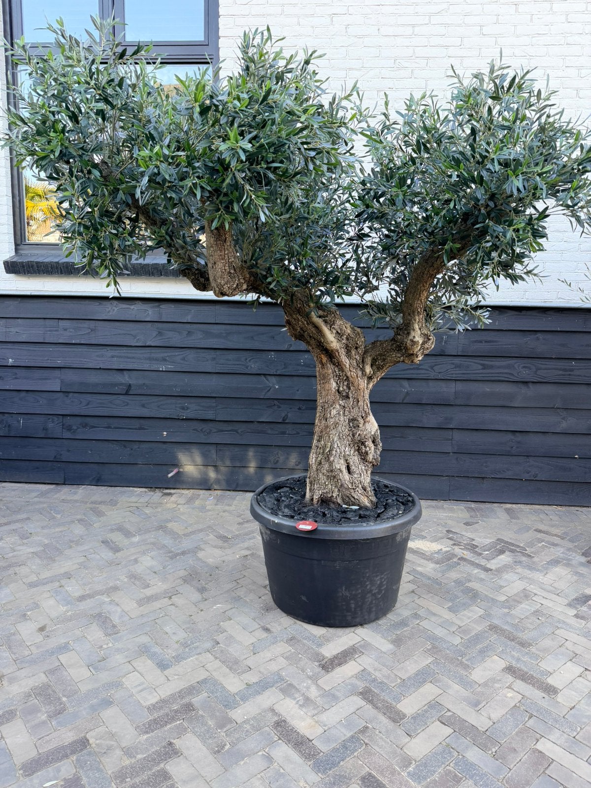 Kunstolijfboom/ olijfboom binnen, Huis en Inrichting, Woonaccessoires | Kunstplanten en Kunstbloemen, Nieuw, Binnen, Ophalen of Verzenden