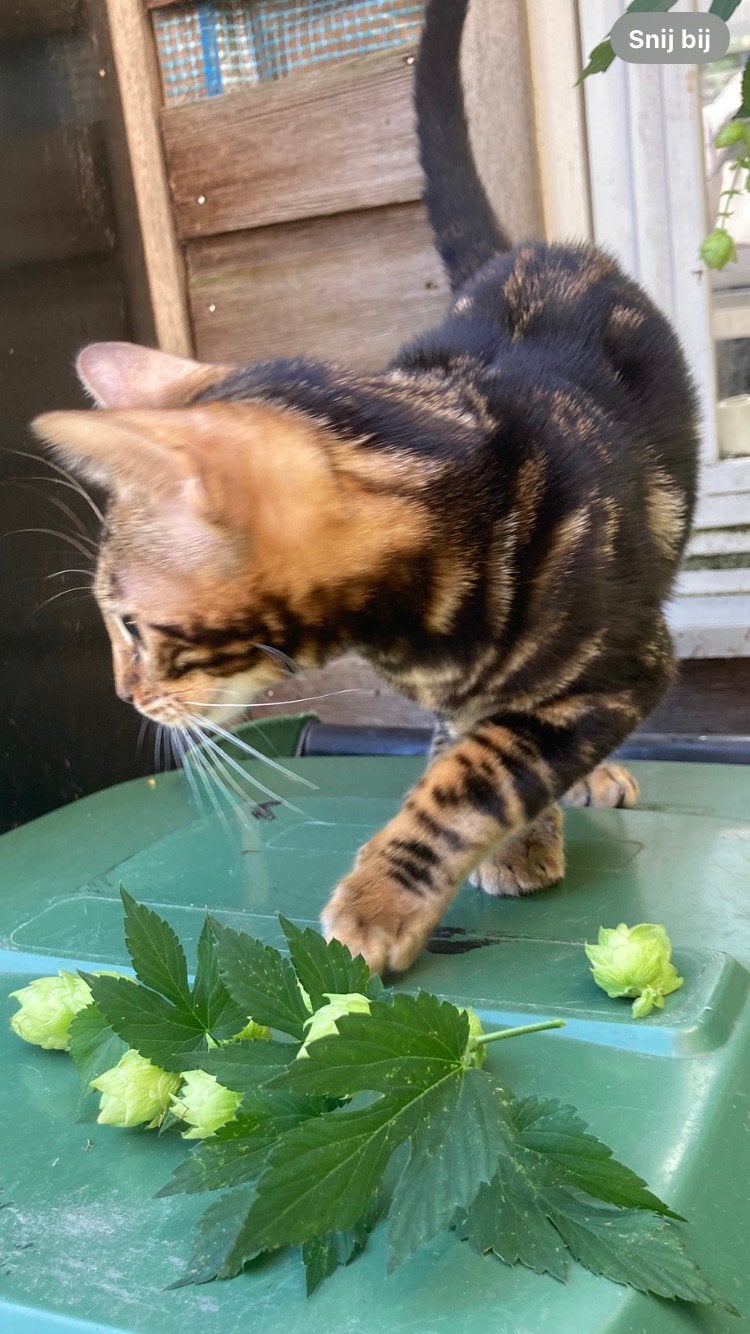 Bengaal kitten marble met stamboom, Dieren en Toebehoren, Poes, Kortharig, 0 tot 2 jaar