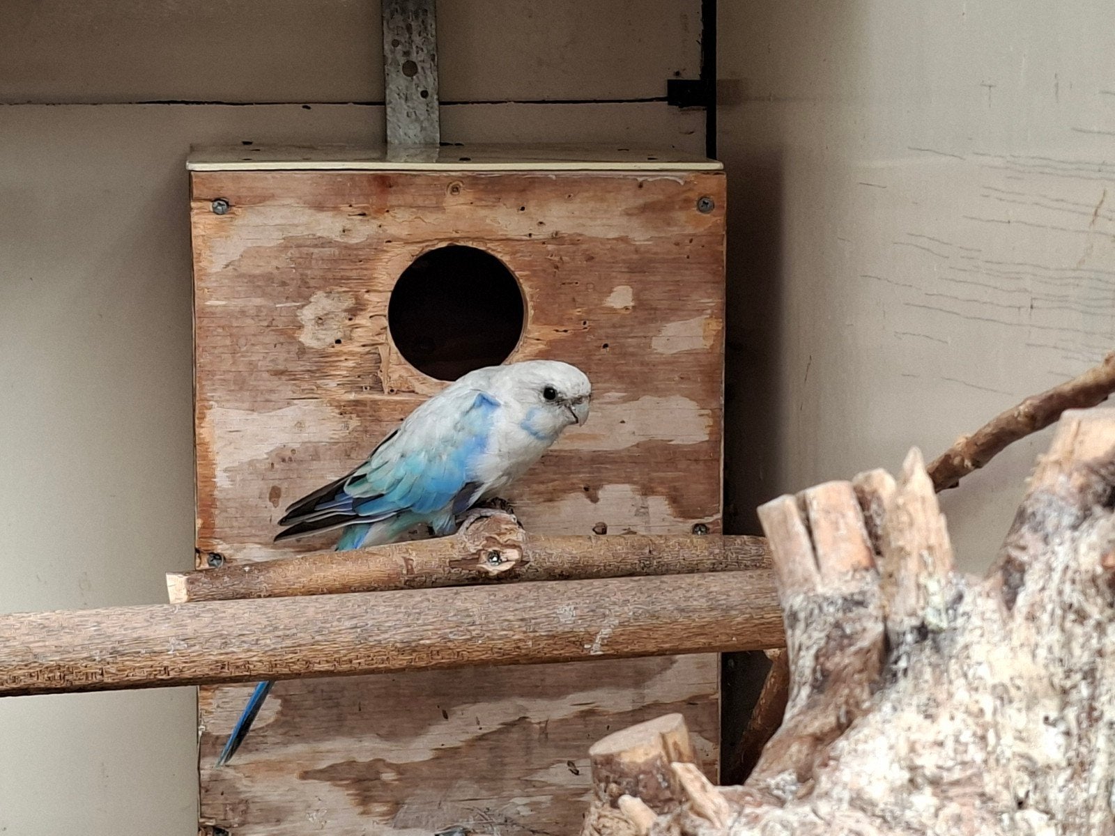 rosella, s, Vrouwelijk, Parkiet