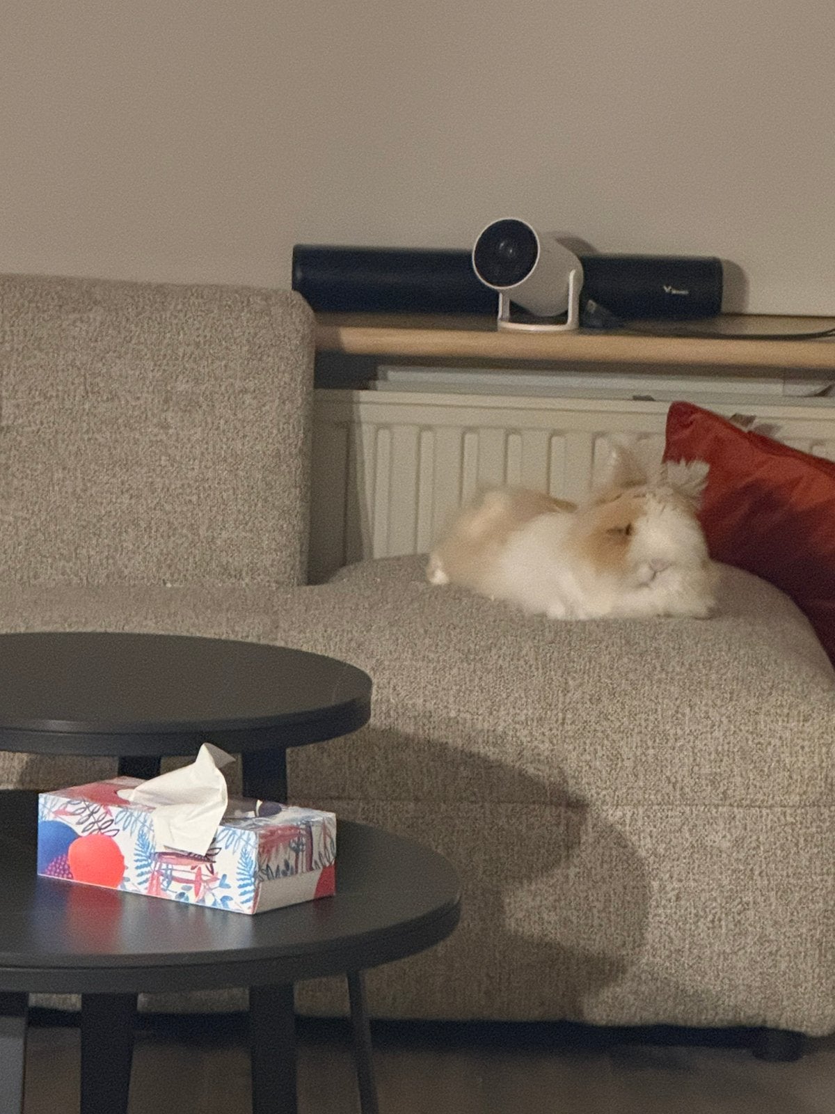 Konijntje (cookie) 2,5 jaar oud, mannetje, Dieren en Toebehoren, Mannelijk, Dwerg