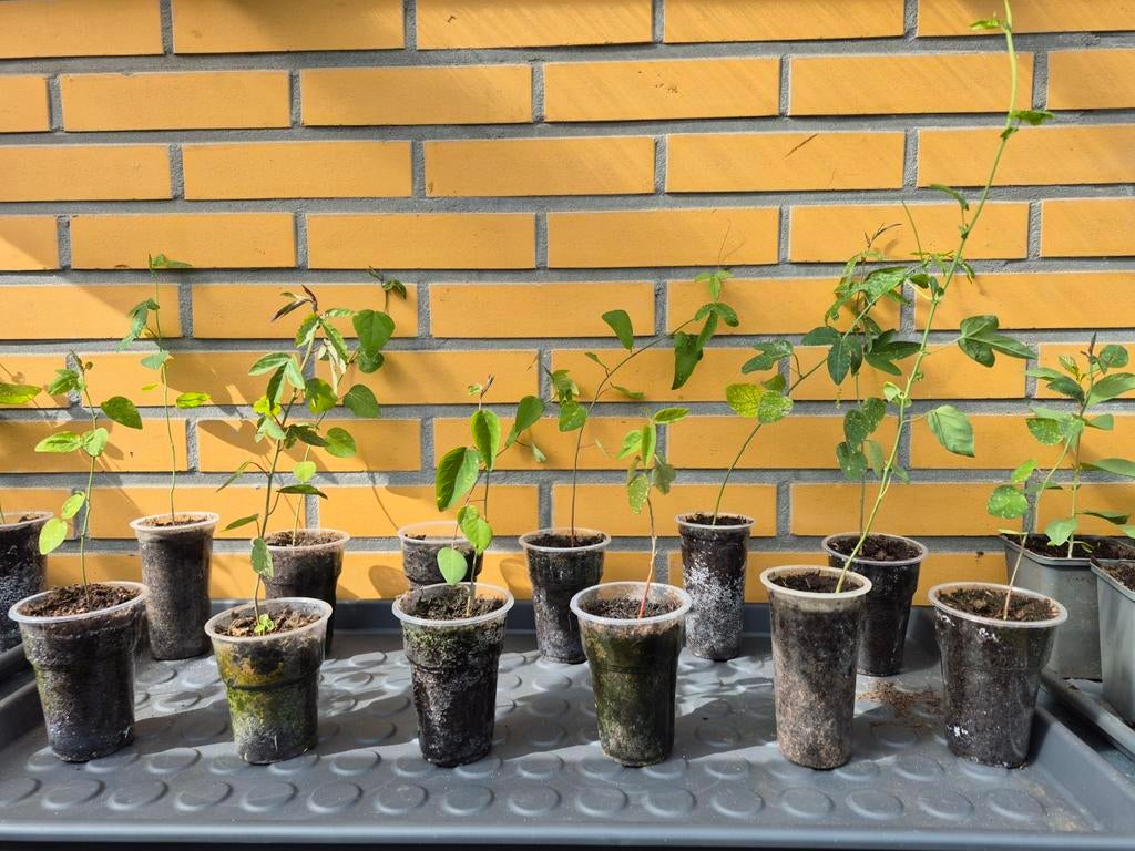 Passiebloemen (passiflora caerulea), Tuin en Terras, Planten | Tuinplanten, Volle zon, Vaste plant, Zomer, Ophalen