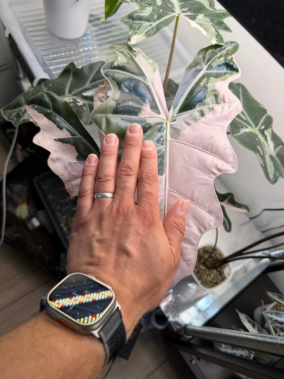 Alocasia pseudo sanderiana pink corms, Sieraden, Tassen en Uiterlijk, Piercings, Zo goed als nieuw, Ophalen of Verzenden