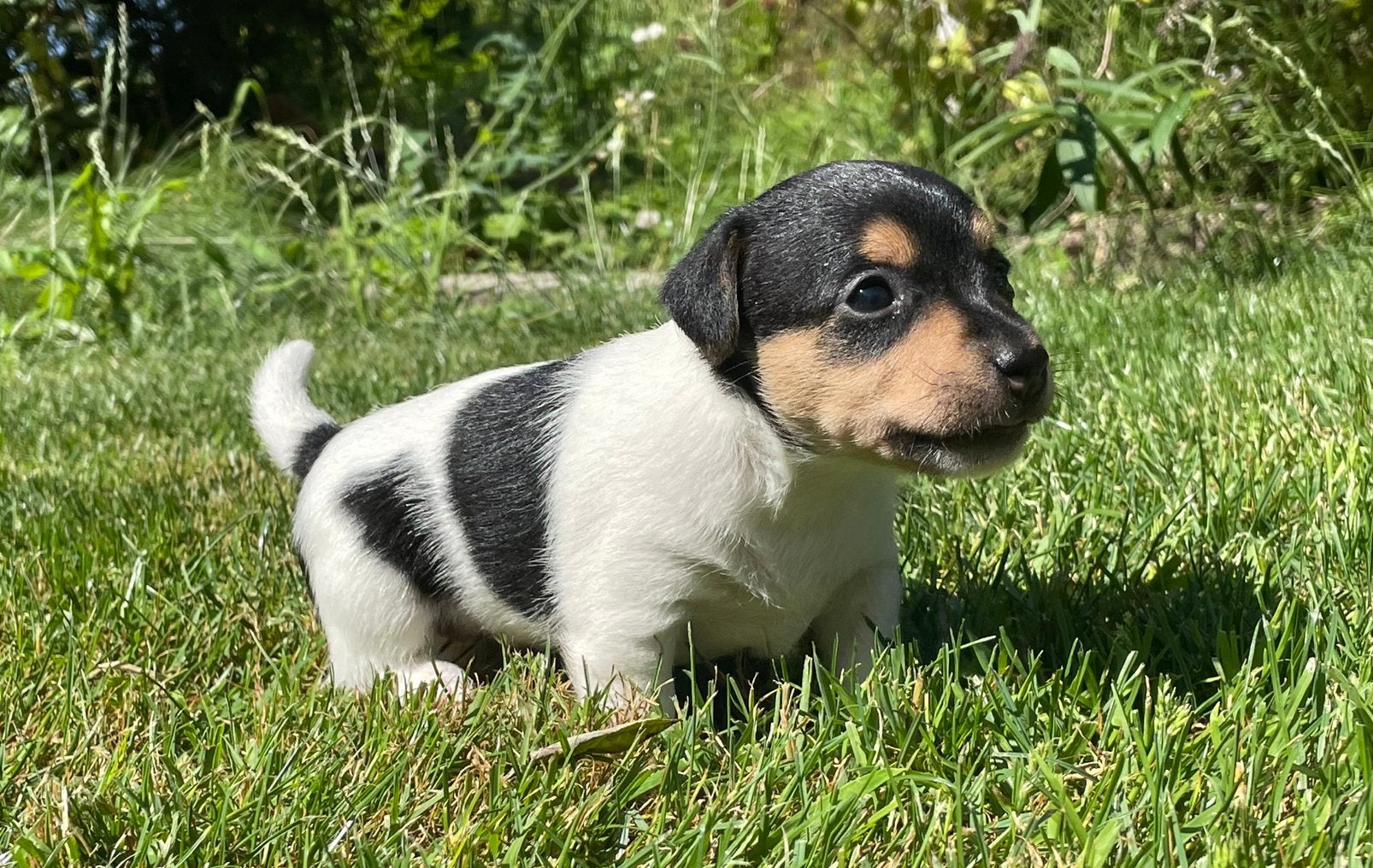 jack russell pups, Dieren en Toebehoren, Honden | Jack Russells en Terriërs, Jack Russell Terriër, 8 tot 15 weken, Teef, Parvo