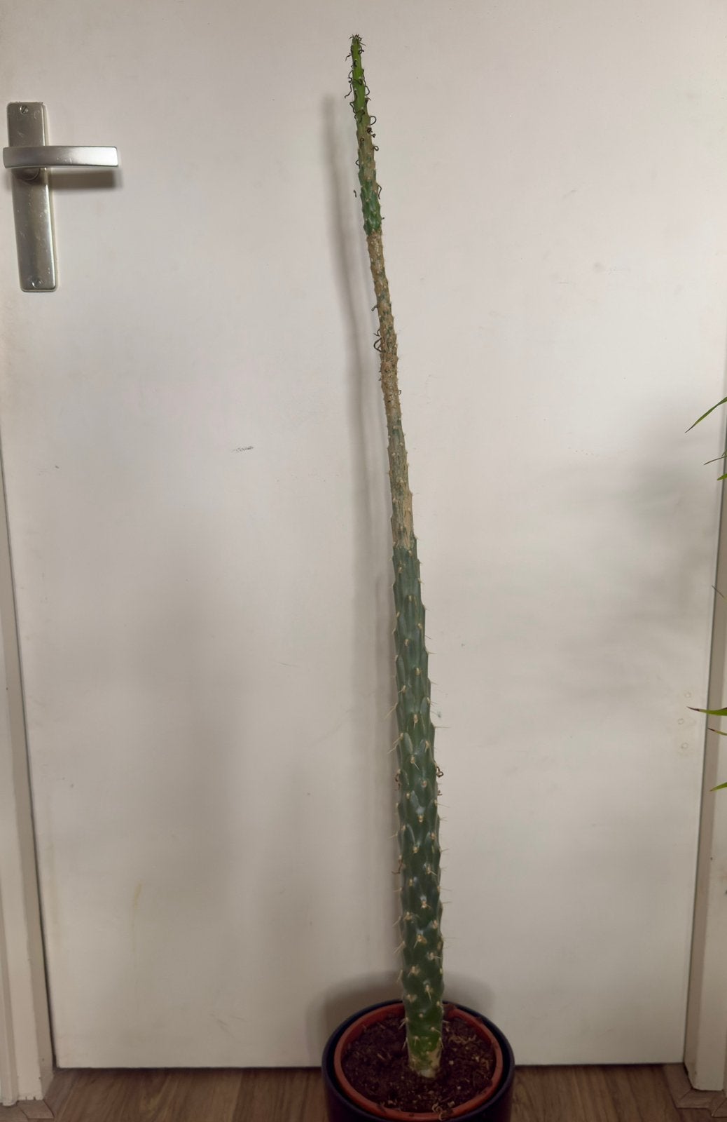 Cactus Austrocylindropunttia Subulata, Ophalen, 100 tot 150 cm, Cactus, Volle zon