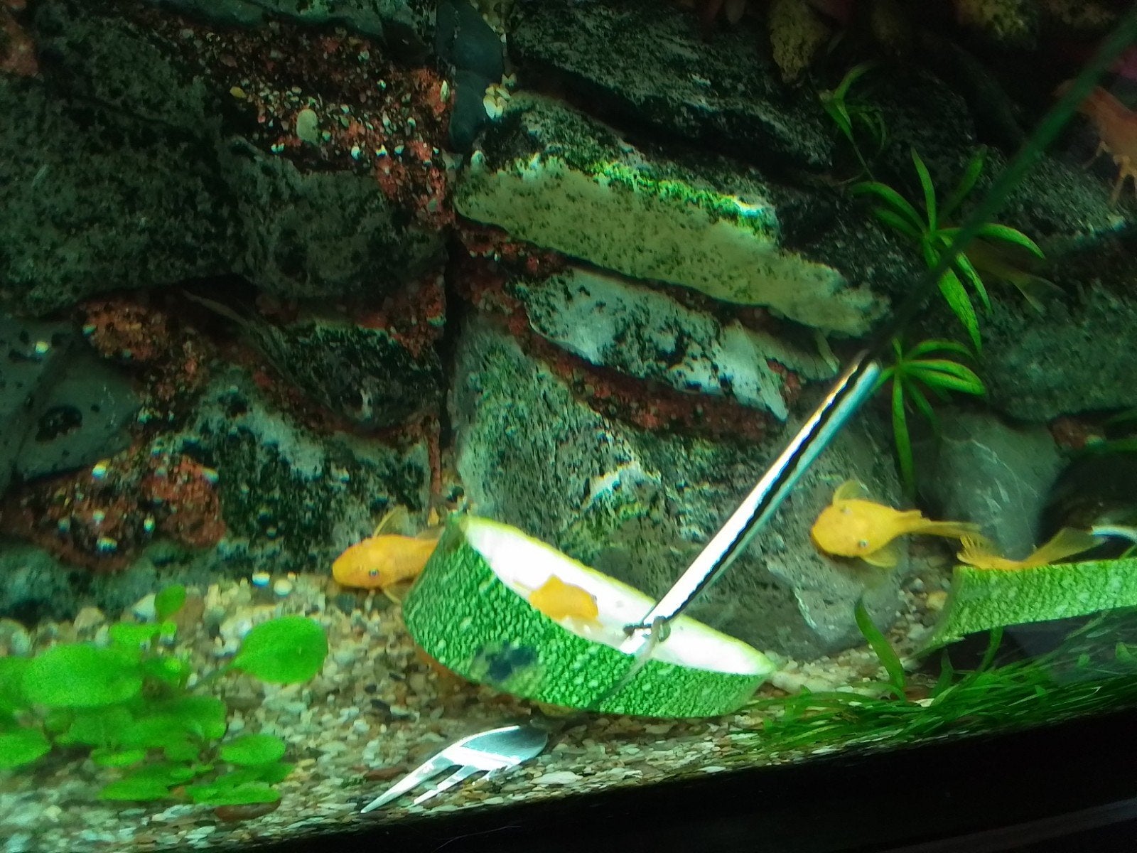 ancistrus, Vis, Zoetwatervis