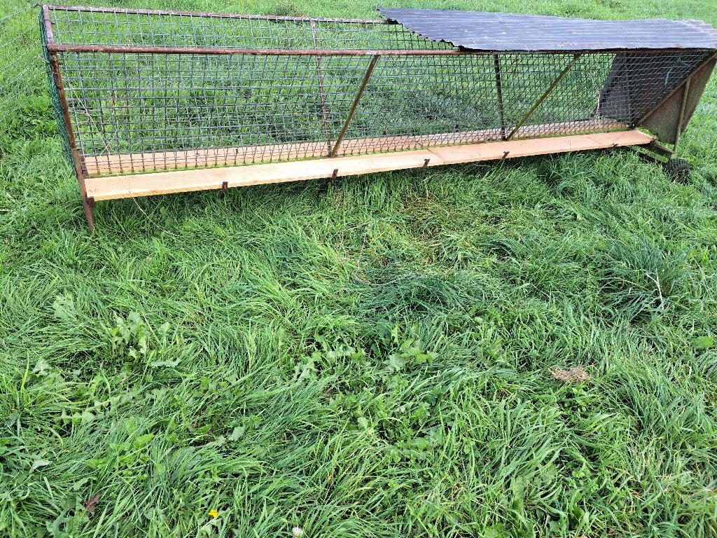Hooiruif schaap, Meerdere dieren, Schaap