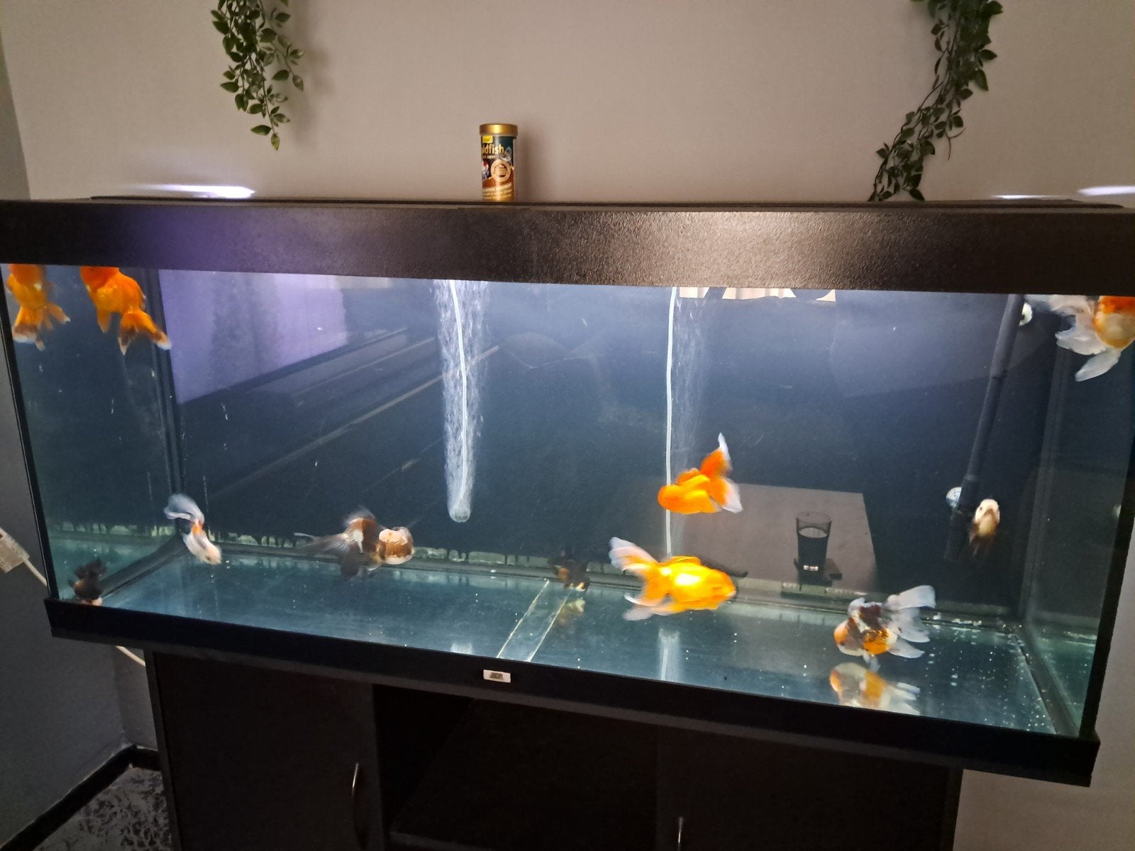 Oranda's  (Leeuwenkoppen) 9 stuks, Dieren en Toebehoren, Vissen | Aquariumvissen, Vis