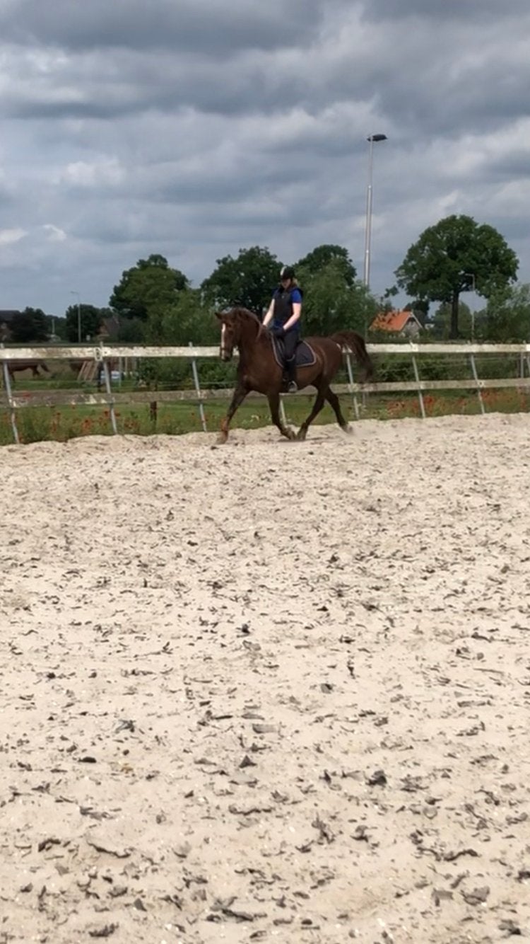 Bijrijdpaard gezocht - Apeldoorn en omgeving, Ophalen of Verzenden, Nieuw