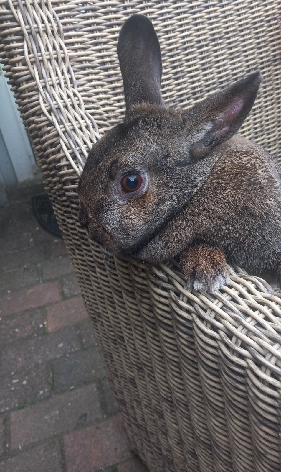 Vrouwtjes konijn, Dieren en Toebehoren, Vrouwelijk
