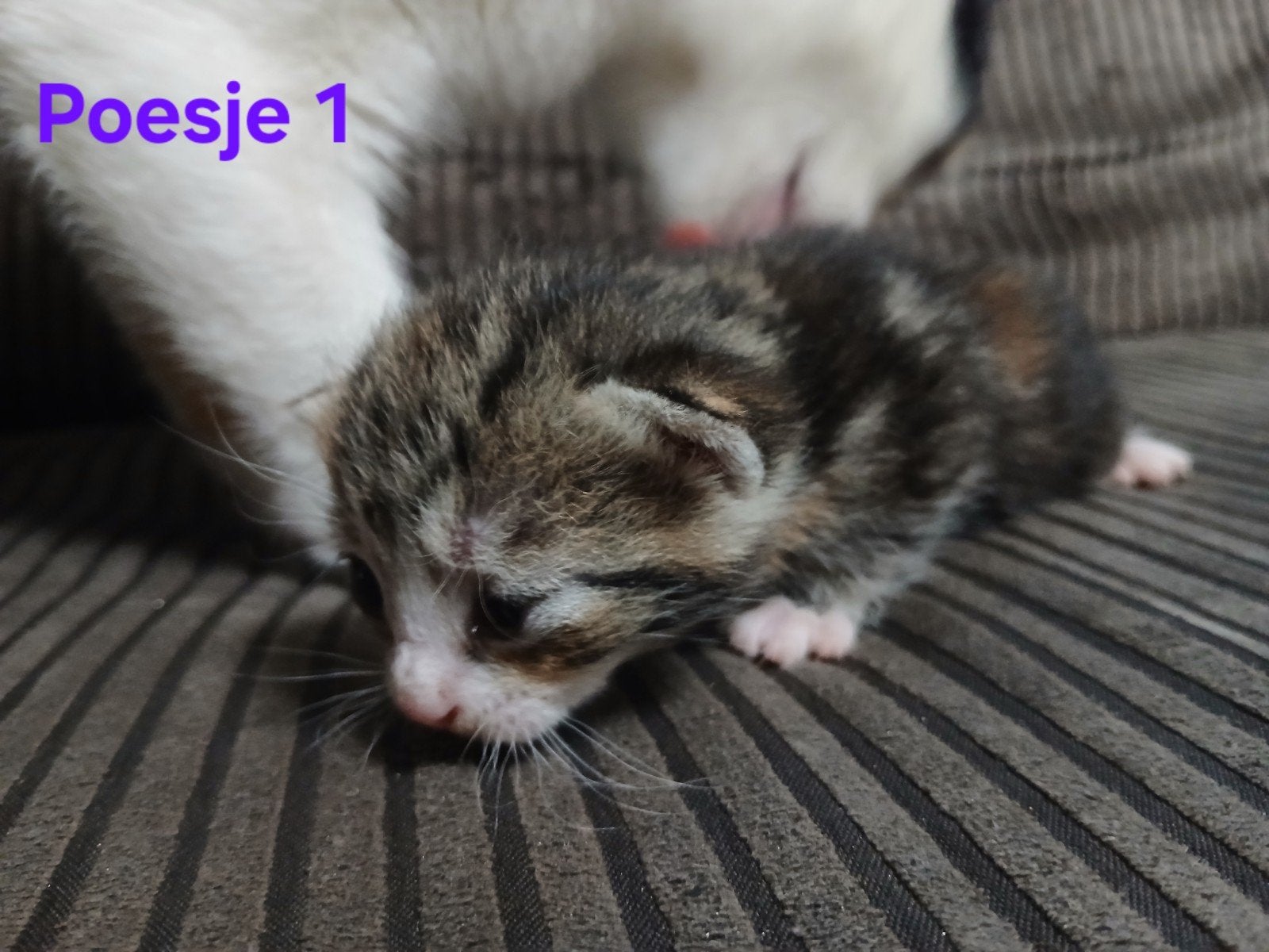 Kittens te koop, Meerdere dieren