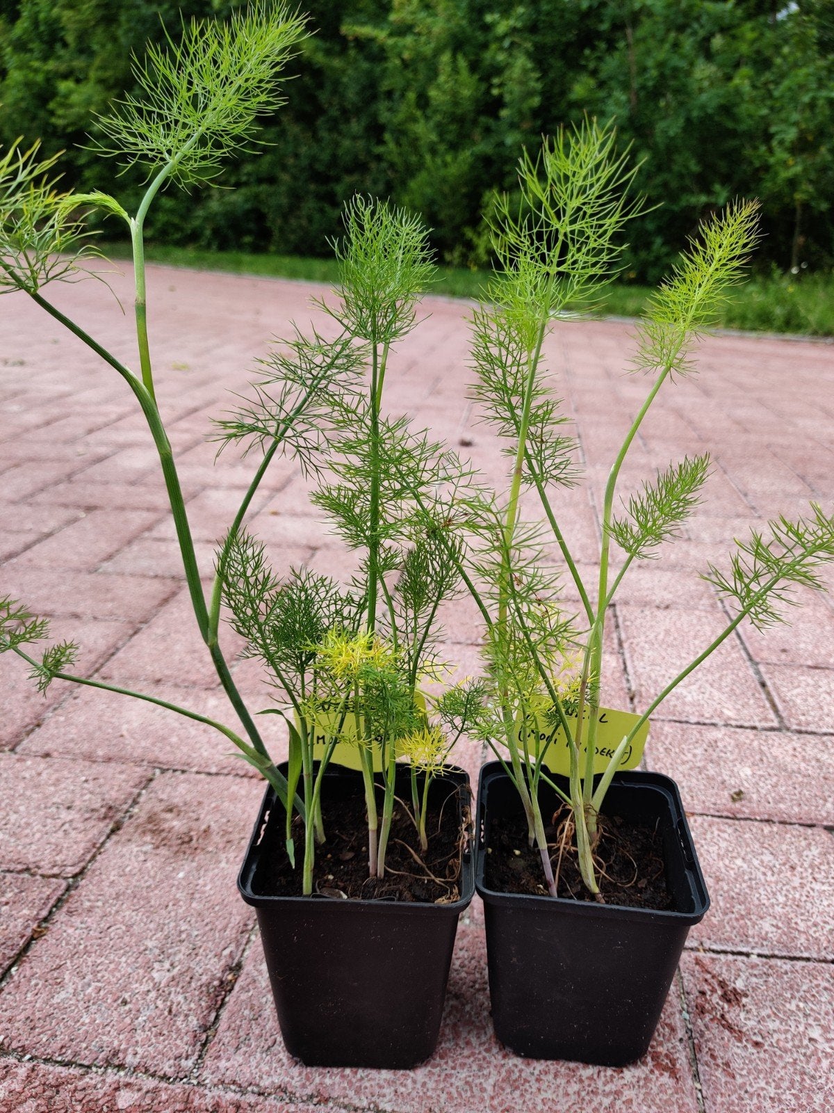 Diverse soorten tuinplanten, Ophalen, Eenjarig, Overige soorten, Volle zon