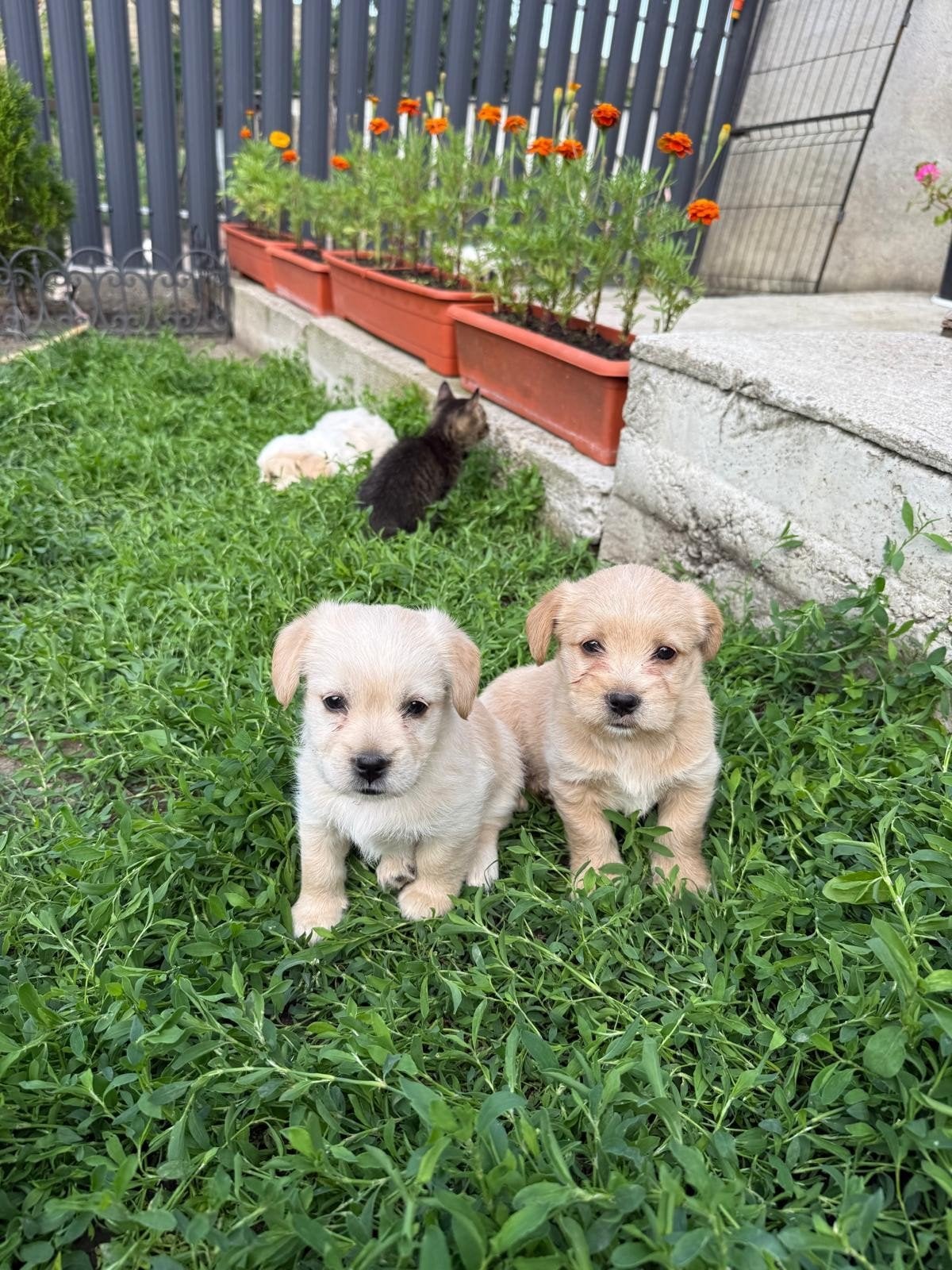 BICHON /malteser puppy's adoptiehond roemenie, Particulier, Overige rassen, 8 tot 15 weken, Buitenland